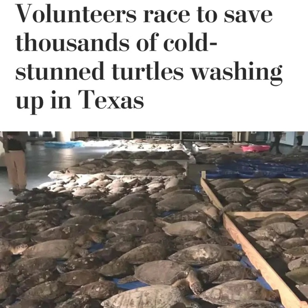 HELP COLD STUNNED SEA TURTLES in Texas